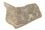Ordovician Trilobite Mortality Plate (Pos/Neg) - Morocco #267464-2